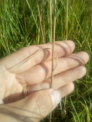 Bromus hordeaceus