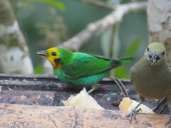 Chlorochrysa nitidissima