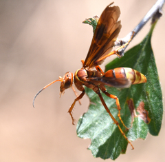 Poecilopompilus algidus