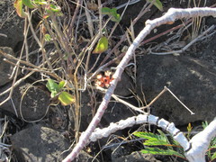 Euphorbia celastroides kaenana