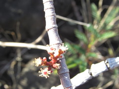 Euphorbia celastroides kaenana