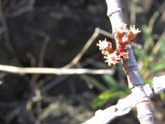 Euphorbia celastroides kaenana