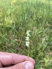 Spiranthes perexilis