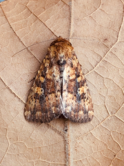 Perigea xanthioides