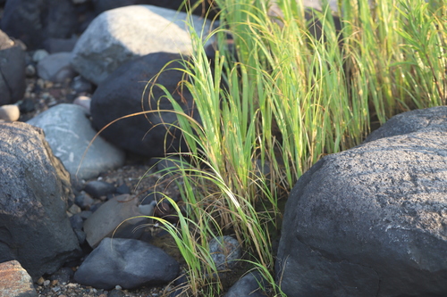 smooth cordgrass (Spartina alterniflora)