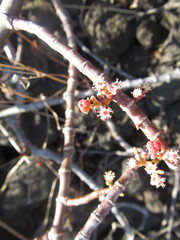 Euphorbia celastroides kaenana
