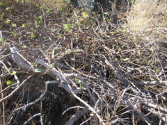 Euphorbia celastroides kaenana
