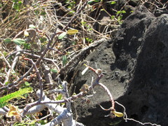 Euphorbia celastroides kaenana