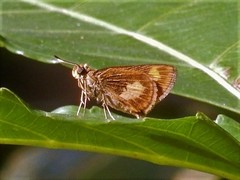 Oriens paragola