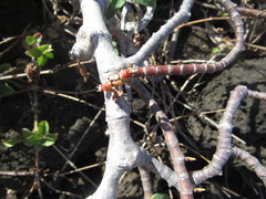 Euphorbia celastroides kaenana