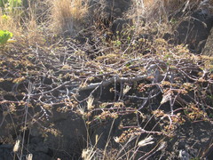 Euphorbia celastroides kaenana