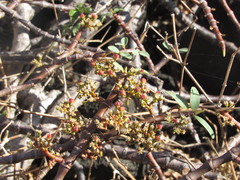 Euphorbia celastroides kaenana