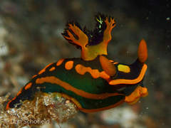 Tambja gabrielae