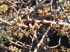 Euphorbia celastroides kaenana