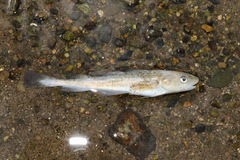 Microgadus tomcod