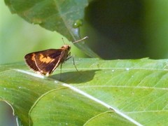 Oriens paragola