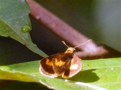 Oriens paragola