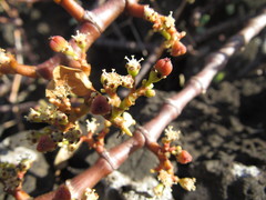 Euphorbia celastroides kaenana
