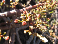 Euphorbia celastroides kaenana