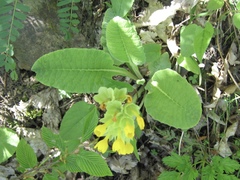 Primula veris macrocalyx