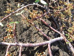 Euphorbia celastroides kaenana