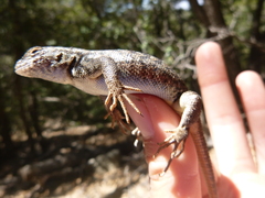 Sceloporus graciosus vandenburgianus