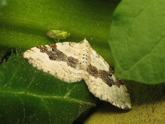 Xanthorhoe montanata