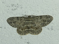 Geometridae