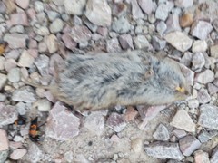 Microtus ochrogaster