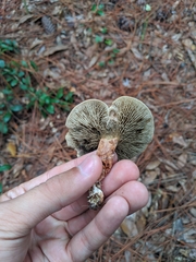 Phylloporopsis boletinoides