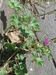 Malva sylvestris