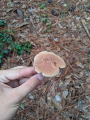 Phylloporopsis boletinoides