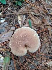 Phylloporopsis boletinoides