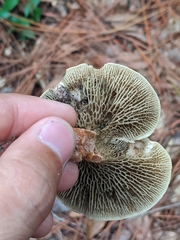 Phylloporopsis boletinoides