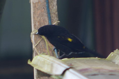 Cacicus chrysonotus