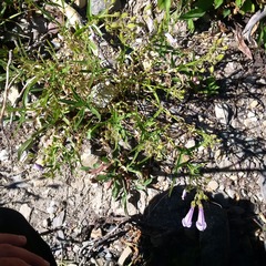 Penstemon lyallii