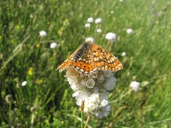 Euphydryas aurinia beckeri