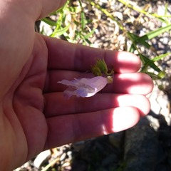 Penstemon lyallii