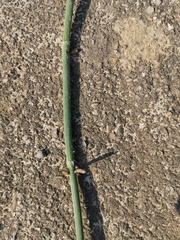 Equisetum × moorei