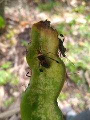 Leptoglossus subauratus