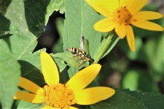 Psammaletes mexicanus