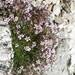 Gypsophila - Photo (c) ma-, some rights reserved (CC BY-NC-SA), uploaded by ma-