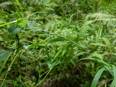 Muhlenbergia frondosa