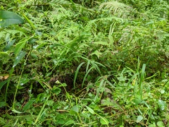 Muhlenbergia frondosa