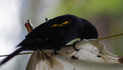 Cacicus chrysonotus