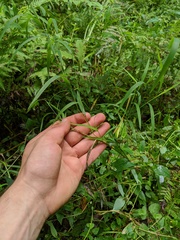 Muhlenbergia frondosa