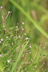 Epilobium leptophyllum