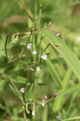 Epilobium leptophyllum