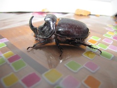 Oryctes nasicornis grypus