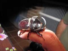 Oryctes nasicornis grypus